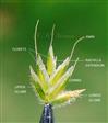  Spikelet with 4 florets